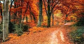 Colori magici dell'autunno con musica rilassante - il foliage, paesaggi autunnali