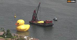 巨型黃鴨運回維港－直播