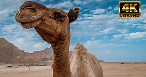 【4K】Camel in Desert ||Royalty Free -Footage #Royaltyfree #Kohelixcam