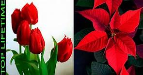 10 Hermosas Plantas con Flores Rojas