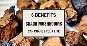6 Chaga Mushroom Benefits to Improve Your Health
