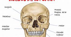 Huesos de la Cara- Atlas de Anatomía