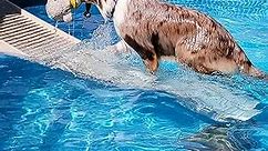 PetStep Dog Ramp for Pools - (Standard Legs, Khaki/Beige)
