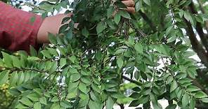 Lacebark elm (Ulmus parvifolia) - Plant Identification
