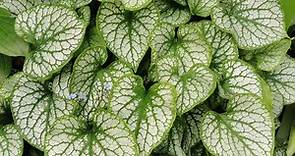 Brunnera macrophylla "Jack Frost":most beautiful ground cover plant for shade in moist garden areas