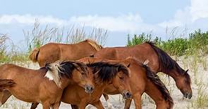 Beaches With Wild Horses in Maryland