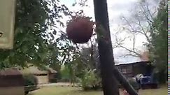 Leaf Blower Basketball