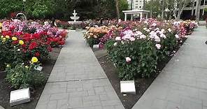 State Capitol World Peace Rose Garden, Sacramento, CA