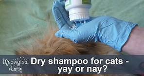 💡 Dry shampoo for cats - honest feedback