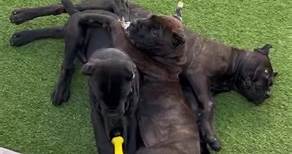 Cane Corso Puppies Available for sale