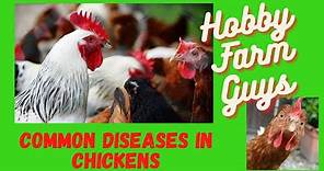 Spotting, Treating and Preventing Common Diseases in Chickens