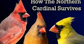 The Surprising Life of a Cardinal | Nature Documentary