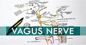 Vagus Nerve | Cranial nerve X - Head & Neck Anatomy Tutorial