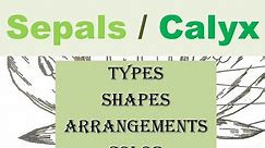 Flower Sepals | Types, Arrangements, Shapes & Colors of Sepals | Gamosepalous | Tubular | Pappus