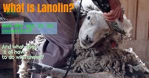 Lanolin: How Its Made, What's It Used For, & Overall...What Is It?