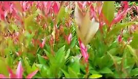 Beautiful Plant - Oleina Syzygium - Pucuk Merah - : Myrtaceae