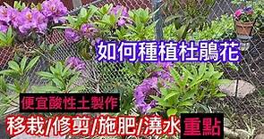 143【種花】【杜鵑花】如何種植杜鵑花 移栽及施肥重點How to grow Rhododendron |免費天然酸性土How to make acid loving soil