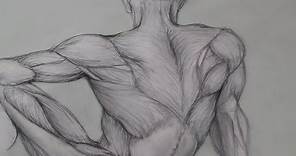 Figure Drawing Lessons 6/8 - Anatomy Drawing For Artists - Drawing Human Anatomy