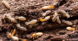 Here are the signs you need to look for when searching for termite damage