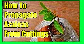 How To Grow Azaleas From Cuttings: Azalea Propagation From Cuttings