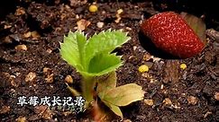 草莓好吃，这个视频展示它如何从小苗长大，开花，结果