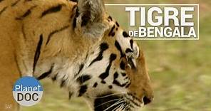 El Tigre de Bengala | Animales Salvajes - Planet Doc