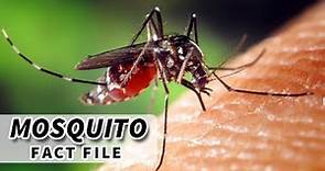 Mosquito Facts: How Well Do YOU Know the MOSQUITO?
