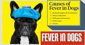 High Fever in Dogs 🤔 Causes, Signs and Treatment 😱