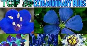 59 - Top 30 Extraordinary Blue Flowers of All Time