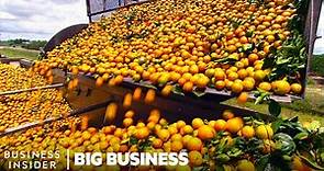 Why Florida Oranges Had The Worst Harvest Since World War II | Big Business | Insider Business