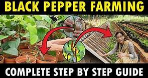 Black Pepper Farming Guide | Black Pepper Varieties, Propagation, Planting and Plant Care