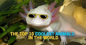 The Top 10 COOLEST Animals In The World
