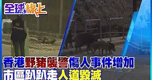 香港驚傳野豬襲警! 首度進行圍捕7野豬人道毀滅｜全球線上 @CtiNews