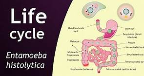 Life cycle of Entamoeba histolytica | parasitology | Basic Science Series