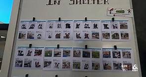 Adoptions needed as Santa Barbara County Animal Shelter facilities near capacity