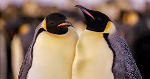 Best Antarctic Animal Moments | Top 5 | BBC Earth