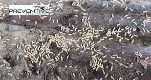 Formosan Termites In Baytown Texas