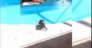 Cat dive into a pool