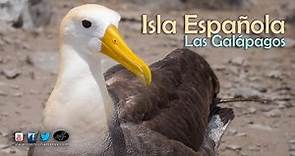 Isla Española, el hogar del Albatros | Islas Galápagos.