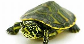 Aquatic Turtles for sale