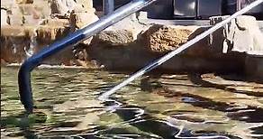20220721 四重溪溫泉「清泉日式溫泉館」的露天風呂戶外SPA區，要自備泳衣、泳帽，清晨泡湯真舒服