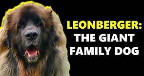 LEONBERGERS - Giant Family Dogs
