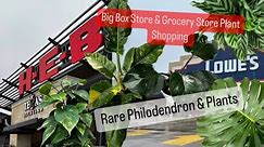 Big Box Store Plant Shopping Grocery Store Plants Lowes HEB Rare Philodendron