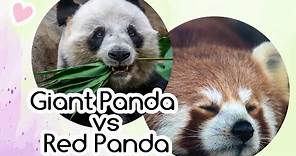 15 Interesting Facts on Red Panda vs. Giant Panda
