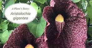 A Plant's Story: Aristolochia gigantea