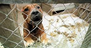 全球至少12地禁止、台灣「六大惡犬」之一：農委會將禁止飼養、進口的比特犬有多危險？ - The News Lens 關鍵評論網