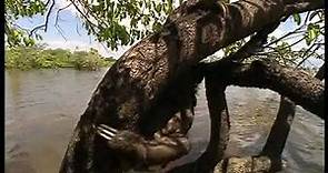 Chroniques de l'Amazonie sauvage - Episode 6: La survivante