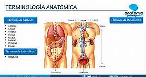 TERMINOLOGÍA ANATÓMICA || Resúmenes de Anatomía y Fisiología