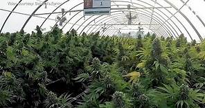 A look inside Jim Belushi's 93-acre cannabis farm in Southern Oregon