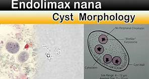 Endolimax nana Cyst Morphology